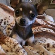 Chihuahua Chloie