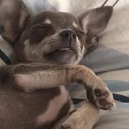 Chihuahua Chloie