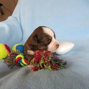 Miniature American Shepherd Little Moon Aussie's CherryMilk (Cif)