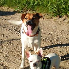 Dansk svensk gaardhund Otto