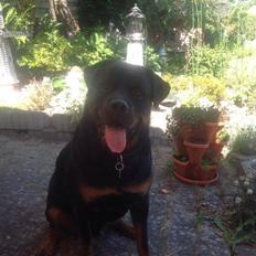 Rottweiler BUDDY (Den Tredje)