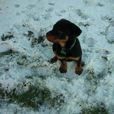 Rottweiler BUDDY (Den Tredje)