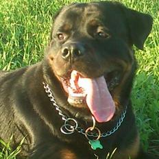 Rottweiler BUDDY (Den Tredje)