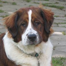 Blanding af racer Bosch