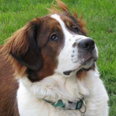 Blanding af racer Bosch