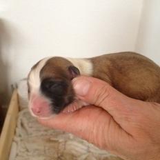 Blanding af racer Lexi