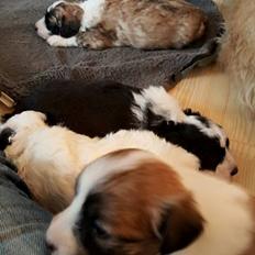 Blanding af racer Lexi