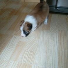 Blanding af racer Lexi