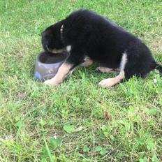 Blanding af racer Balou