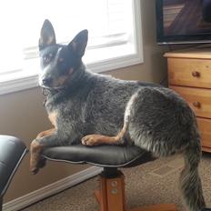 Australsk cattledog Jack
