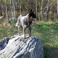 Australsk cattledog Jack