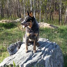 Australsk cattledog Jack
