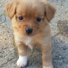 Blanding af racer Nala