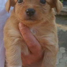 Blanding af racer Nala