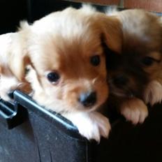 Blanding af racer Nala