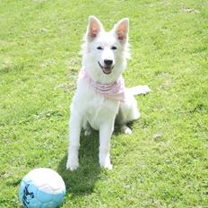 Hvid Schweizisk Hyrdehund Nica ( opdrætter navn Grammy)