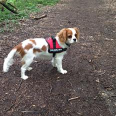 Cavalier king charles spaniel Eljen´s Lucca