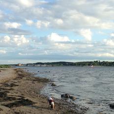 Cavalier king charles spaniel Eljen´s Lucca