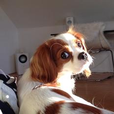 Cavalier king charles spaniel Eljen´s Lucca