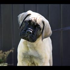 Bullmastiff Hjalmer 