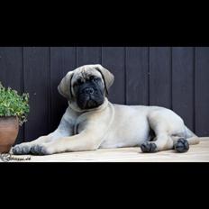 Bullmastiff Hjalmer 