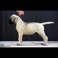 Bullmastiff Hjalmer 