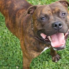 Staffordshire bull terrier Enodden's Dom Perignon Aka Bobby