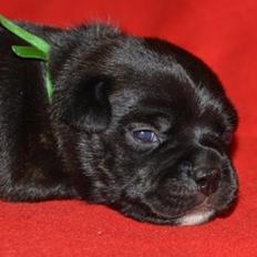 Staffordshire bull terrier Homeboy Kabri aka Leo