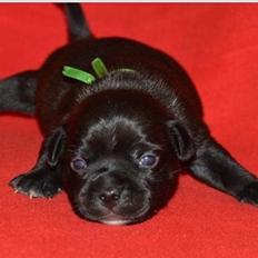 Staffordshire bull terrier Homeboy Kabri aka Leo