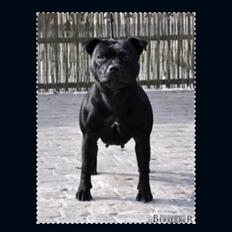 Staffordshire bull terrier Homeboy Kabri aka Leo
