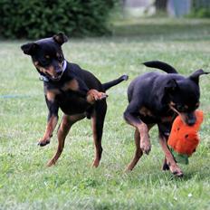 Blanding af racer Ninja *pivdyr*