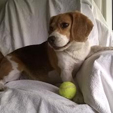 Beagle Carla, Clara, Bubbi eller "kom så møghund"