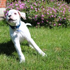 Boxer - Tristan von Monsalvat