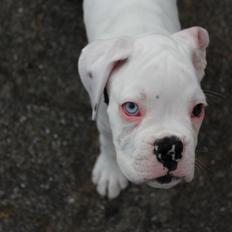 Boxer - Tristan von Monsalvat