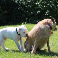 Boxer - Tristan von Monsalvat