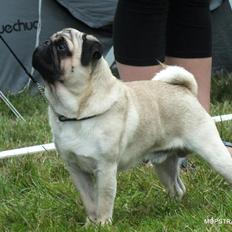 Mops Del Sur Andalusi Pikachu