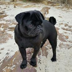 Mops Alpha Blue Anastacia (Kenya)