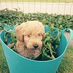 Blanding af racer Goldendoodle (Navn: Einstein)