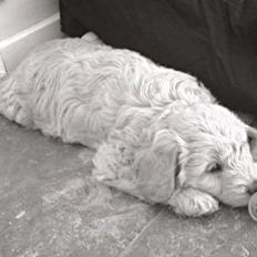 Blanding af racer Goldendoodle (Navn: Einstein)