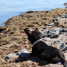 Chihuahua  holmbechs Just Viola (Viola)