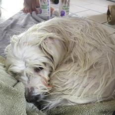 Coton de tulear Jasmine