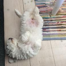 Coton de tulear Jasmine