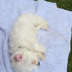 Coton de tulear Jasmine