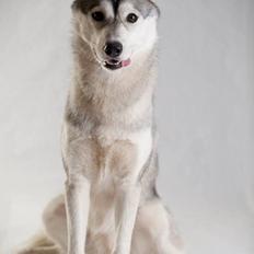Siberian husky Mesmocan Sunka Yuki