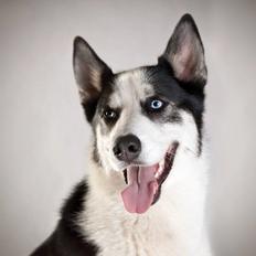 Blanding af racer Blaze