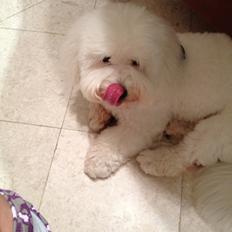 Coton de tulear Moosti