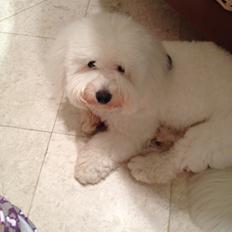 Coton de tulear Moosti