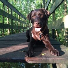 Labrador retriever Alba (R.I.P. 9/9-2016)