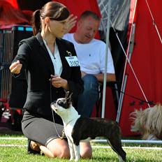 Boston terrier ZARA STYLE AND CHIC Torques