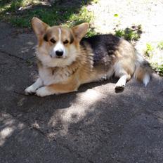 Welsh corgi pembroke Ludwig 
